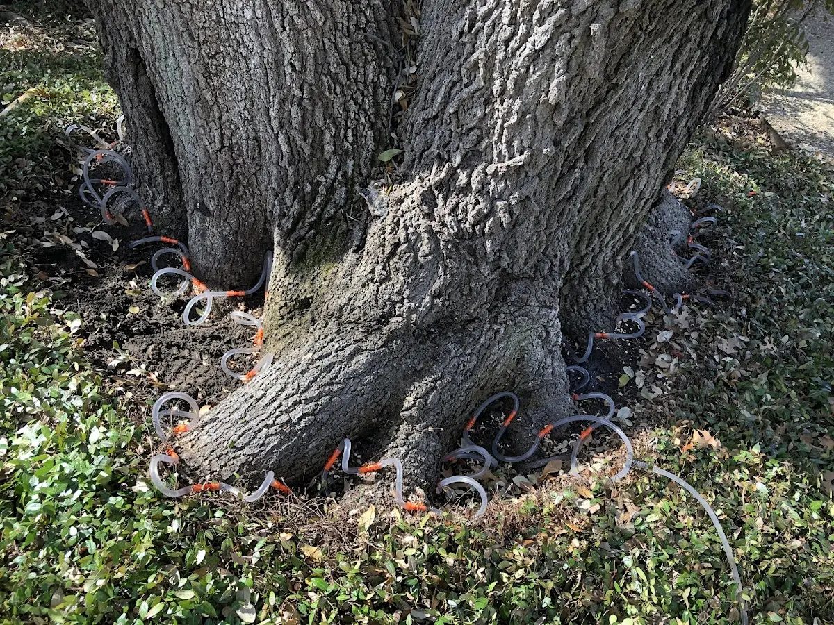 Detailed Tree Cabling and Bracing job site in Murrayville