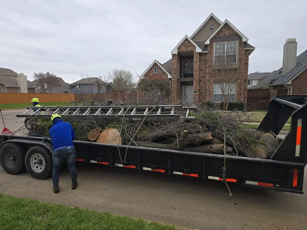 Expert Deadwooding with proper safety equipment in Murrayville